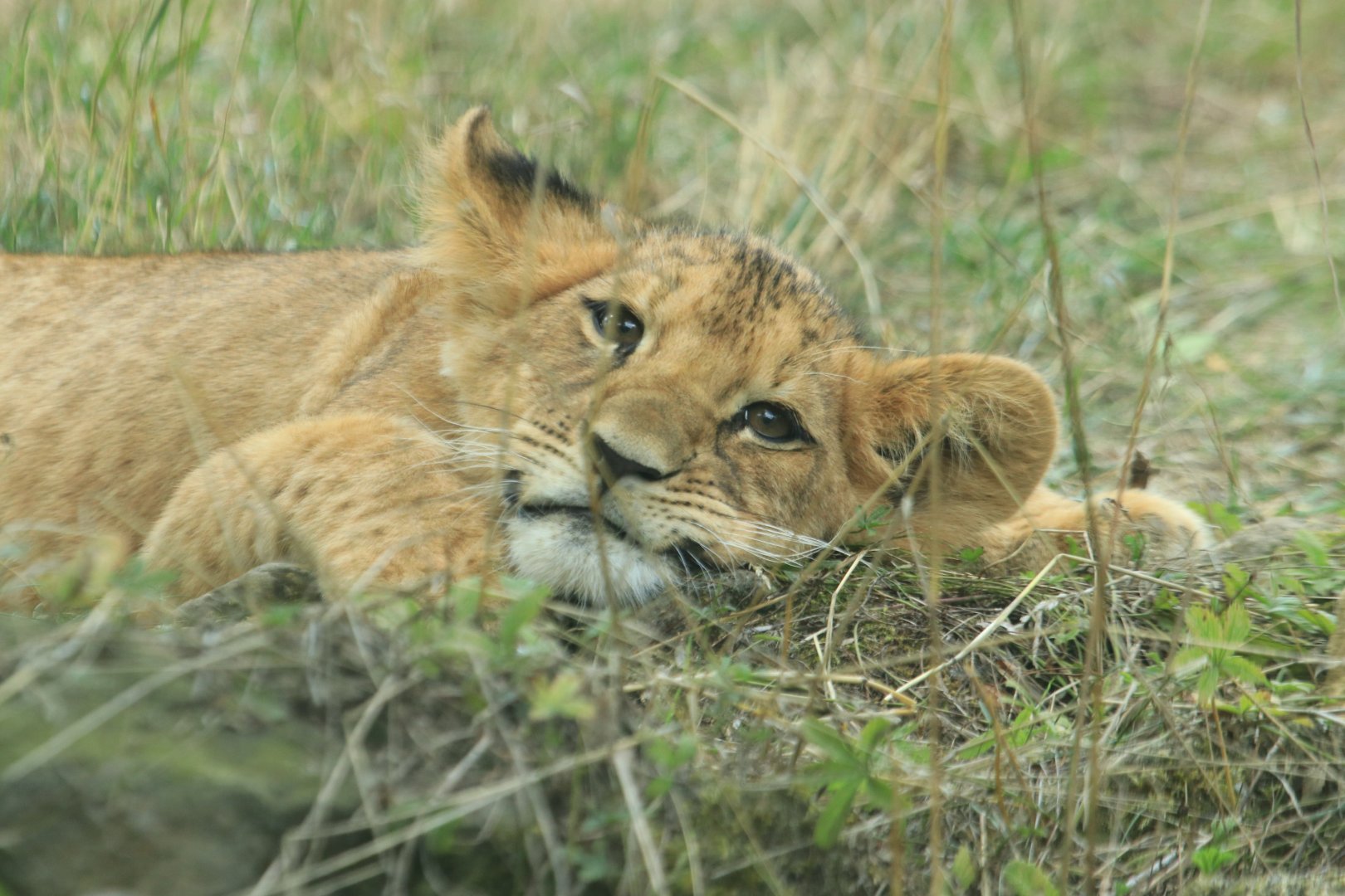 Angola lion cub (August 2019)