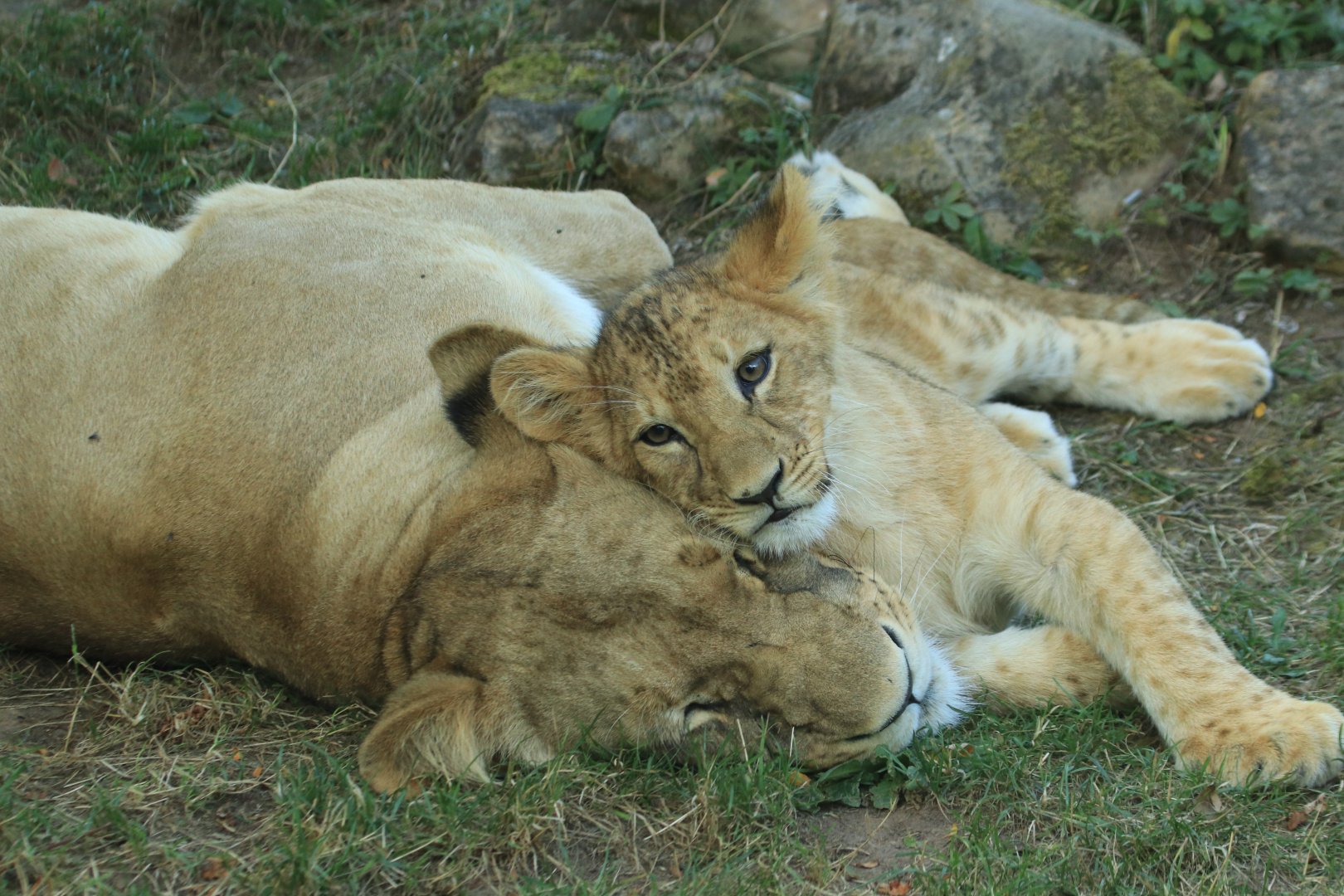 Angola lions (August 2019)