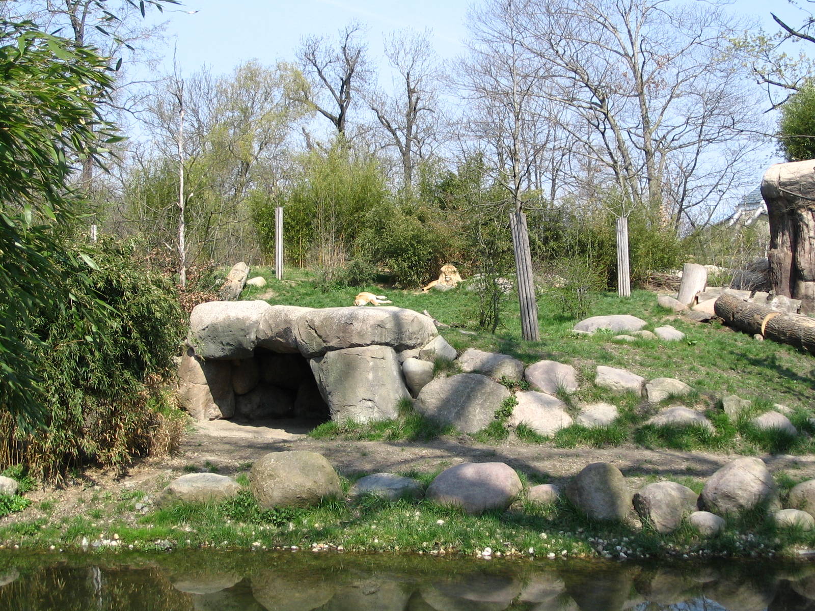 Angola lions (Panthera leo bleyenberghi) "Matadi" and "Luena
