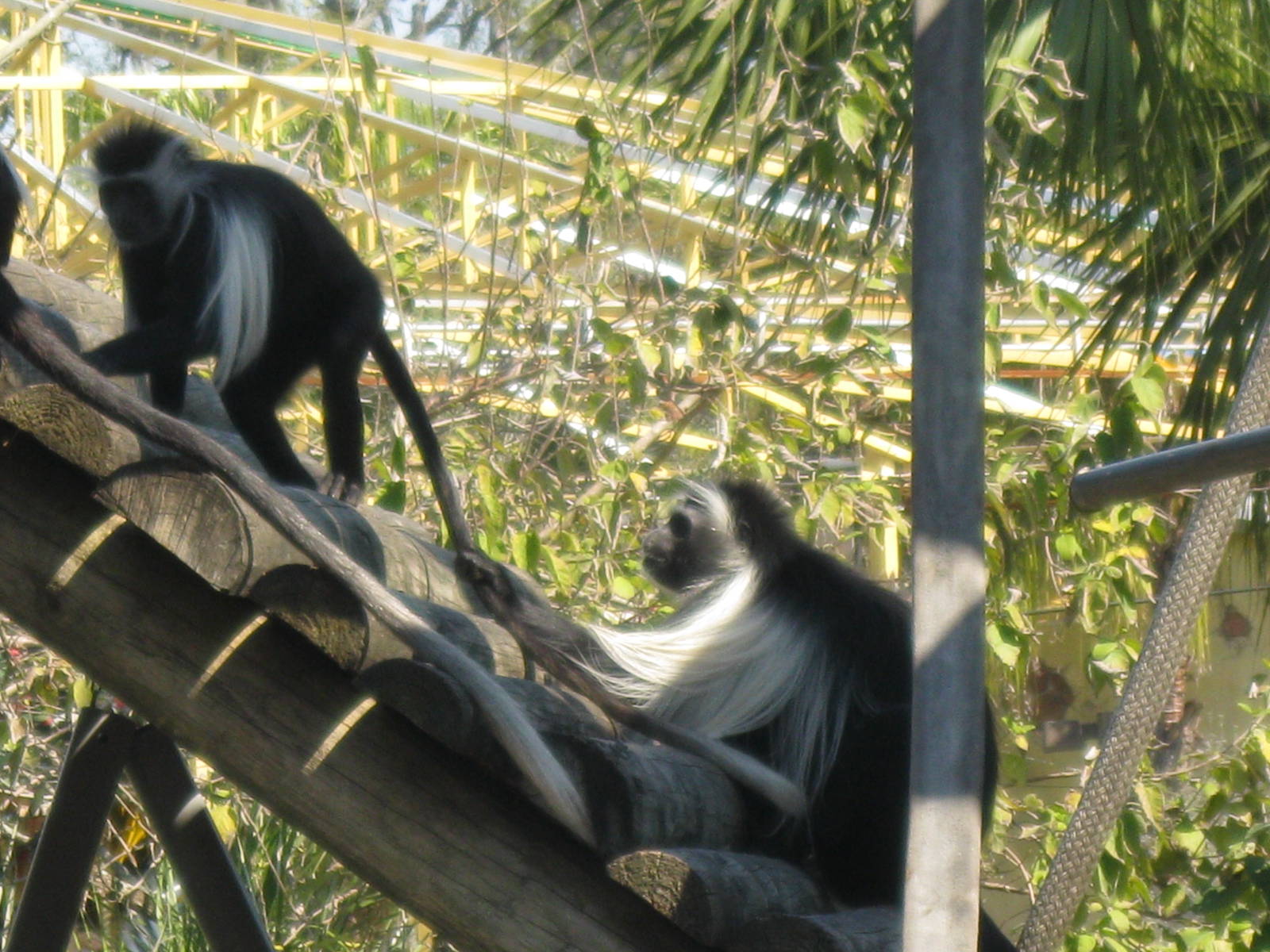 Angolan Black and White Colobus Monkey