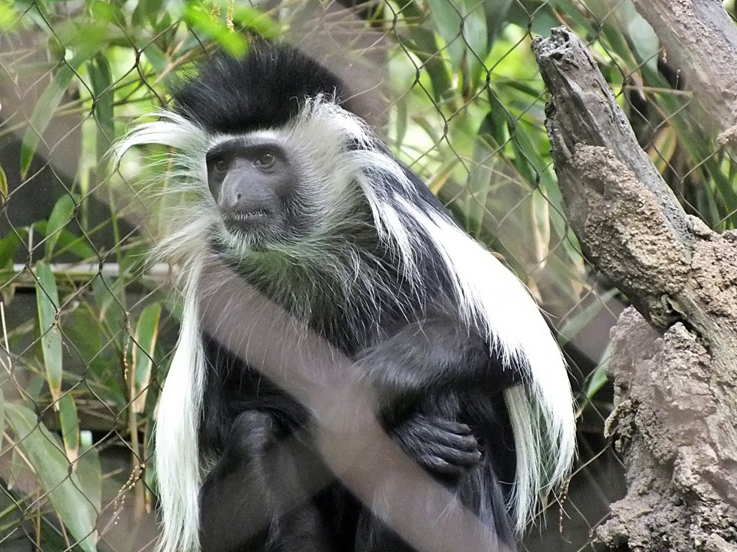 Angolan black-and-white colobus ssp.