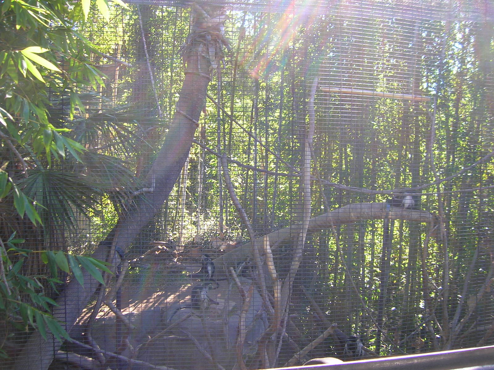 Angolan Colobus 1-12-09