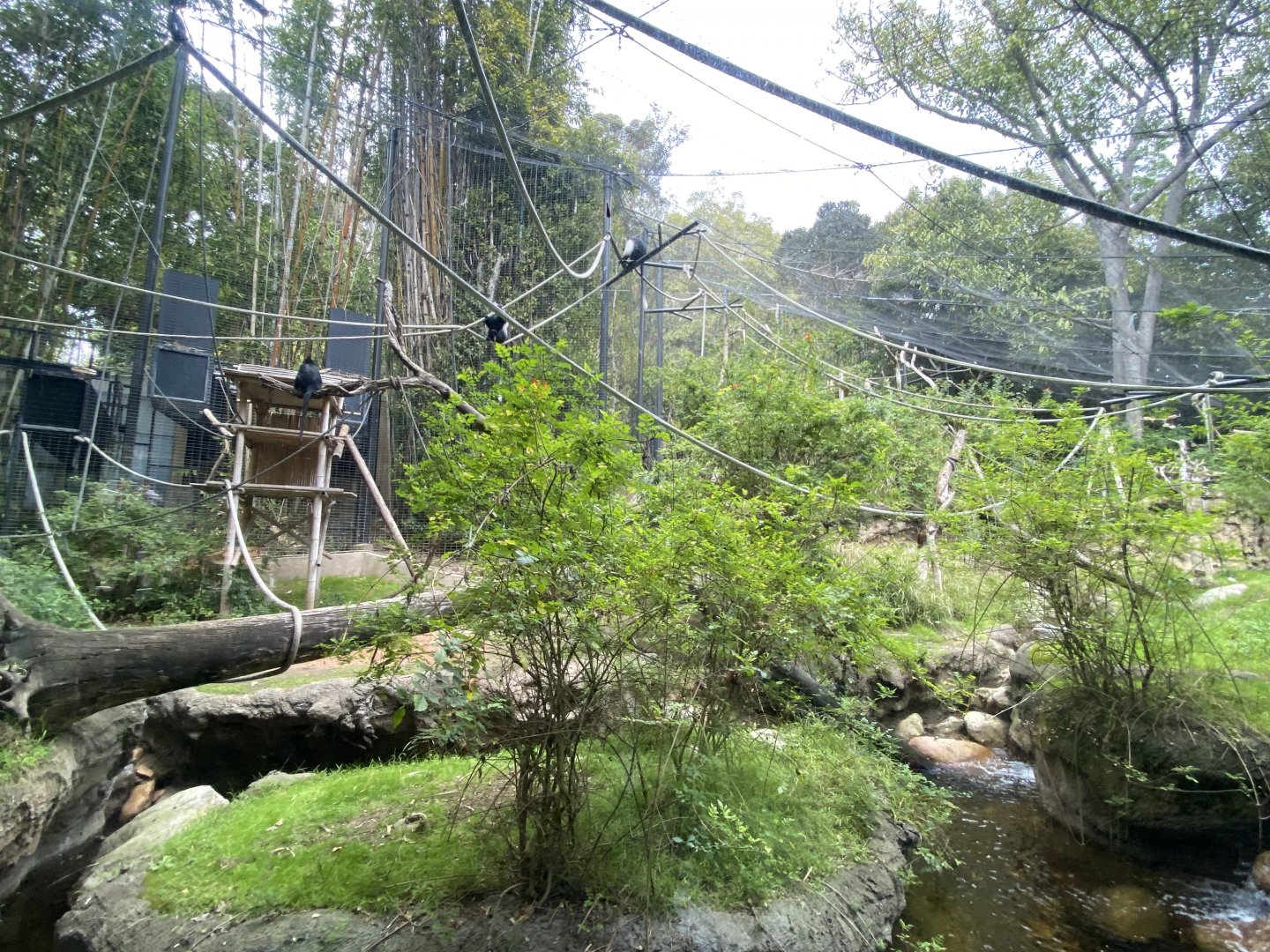 Angolan Colobus and Black Mangabey Habitat - Sun Bear Forest