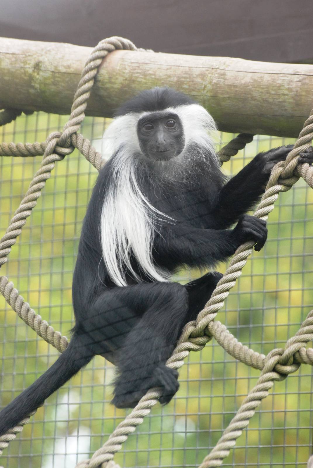 Angolan Colobus at Dvur Kralove, 27/08/12