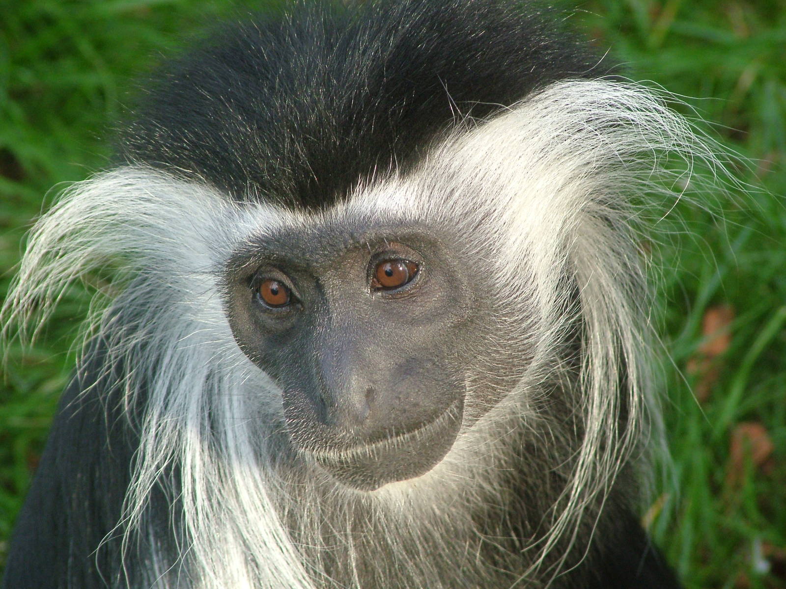 Angolan Colobus at Wroclaw Zoo Sept 2008