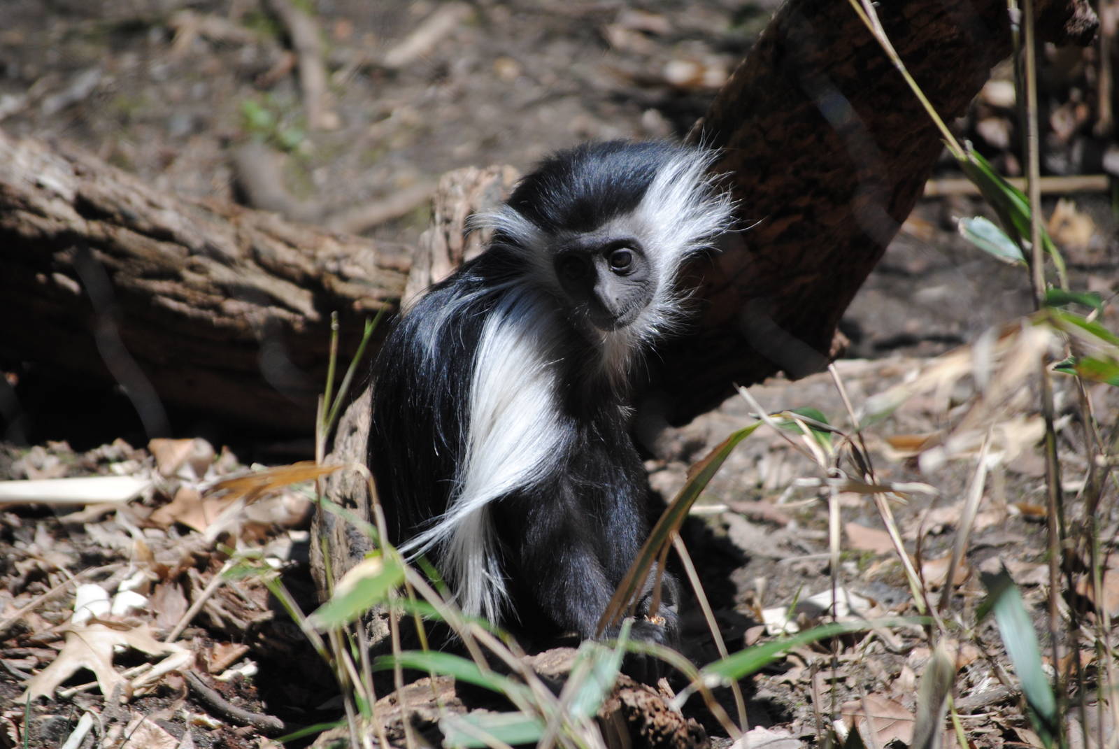 Angolan Colobus Baby