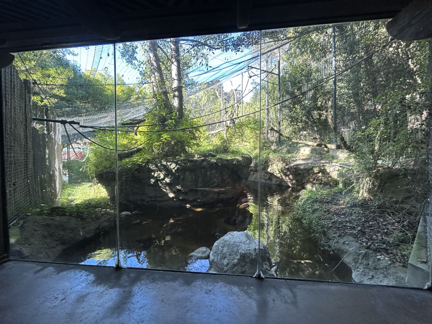Angolan Colobus & Black Mangabey Exhibit - Sun Bear Forest