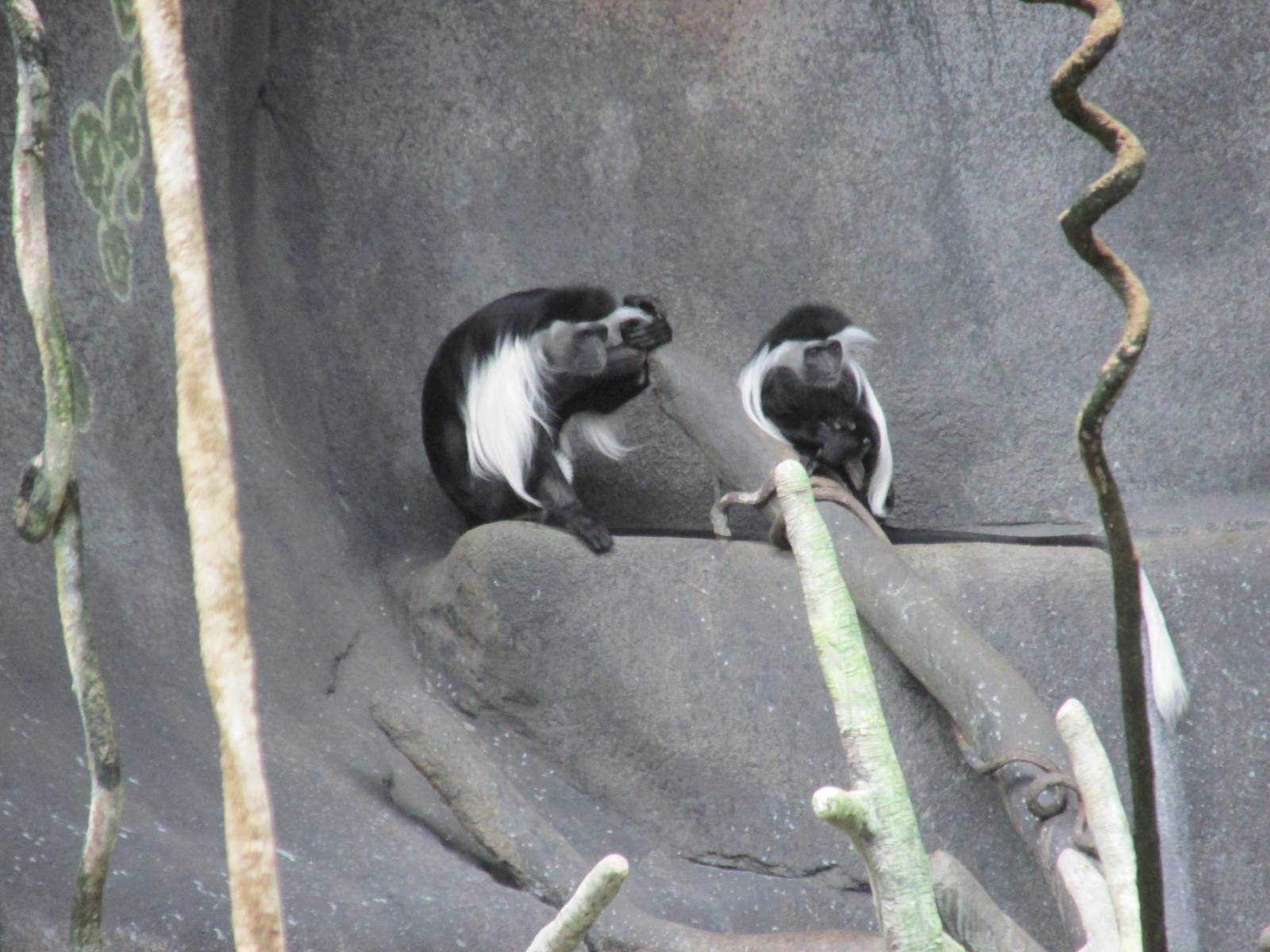 angolan colobus brookfield zoo