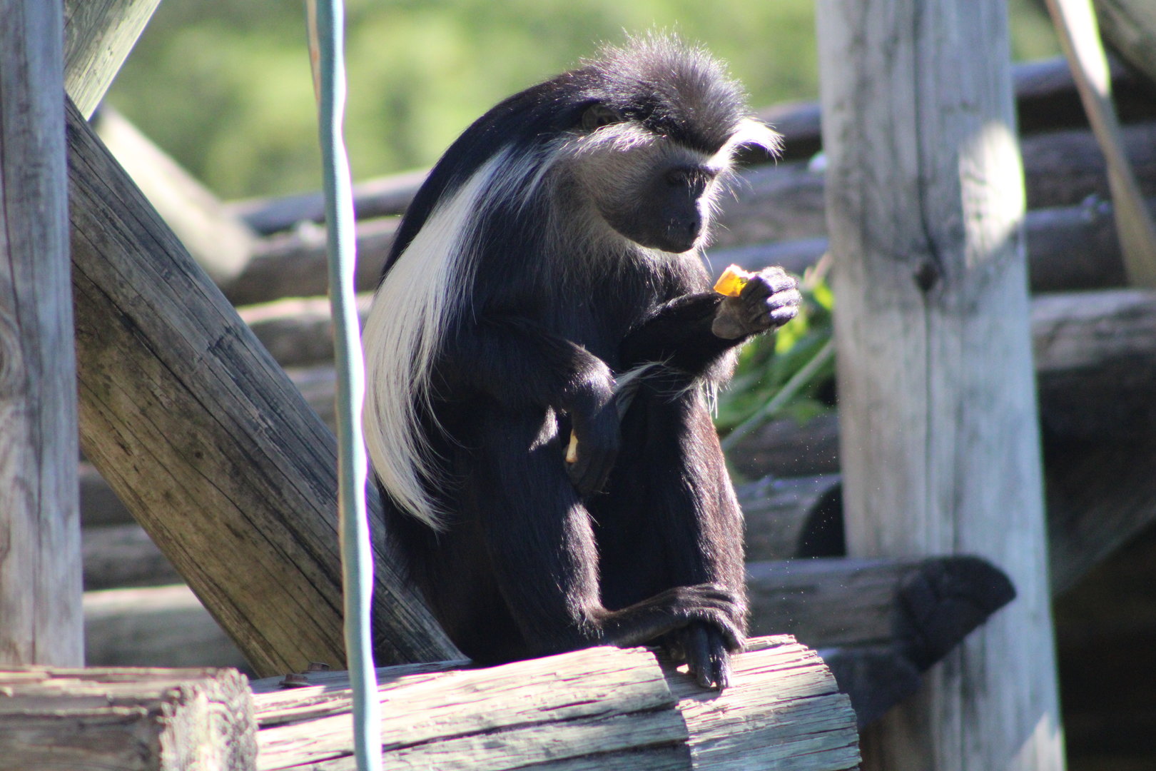 Angolan Colobus (Colobus angolenis)