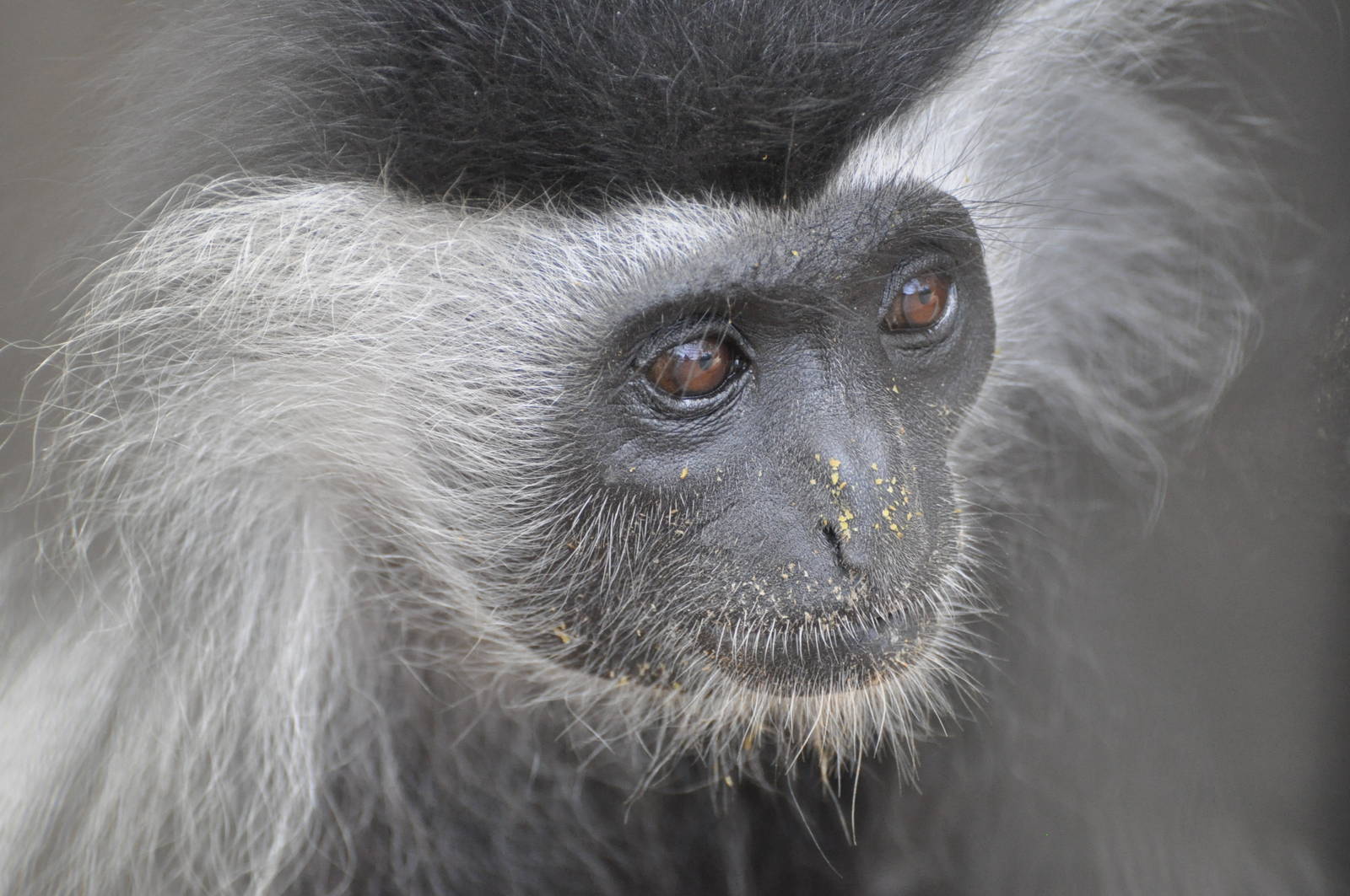 Angolan colobus/ Colobus angolensis angolensis