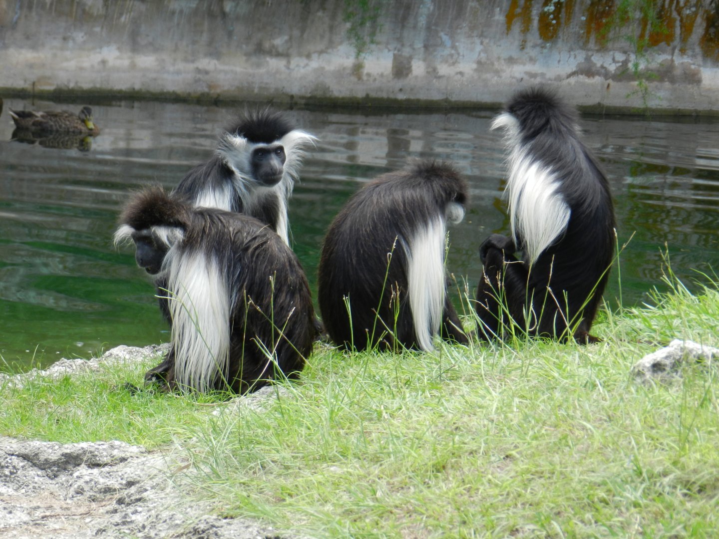 Angolan Colobus (Colobus angolensis) at Zoo Tampa at Lowry Park, USA