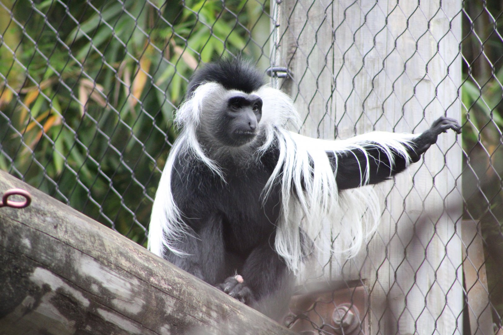 Angolan Colobus (Colobus angolensis ssp.)