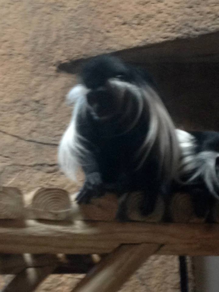 Angolan colobus (Colobus angolensis)