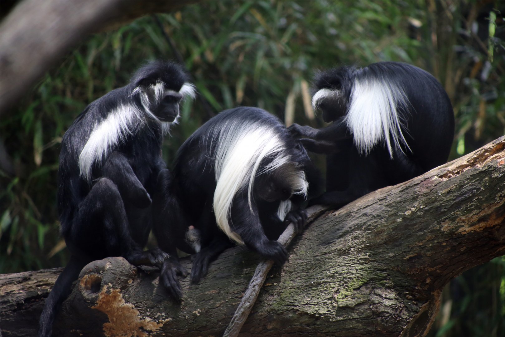 Angolan Colobus (Colobus angolensis)