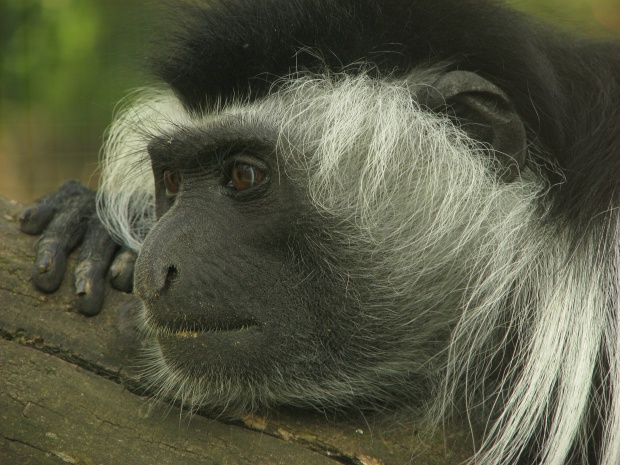 Angolan Colobus @ Dvur Kralove