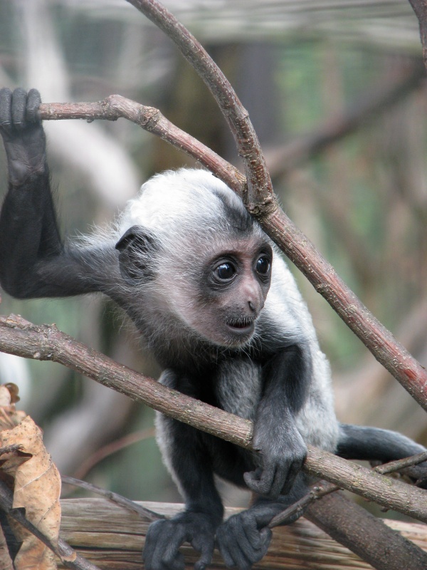 Angolan Colobus @ Dvur Kralove