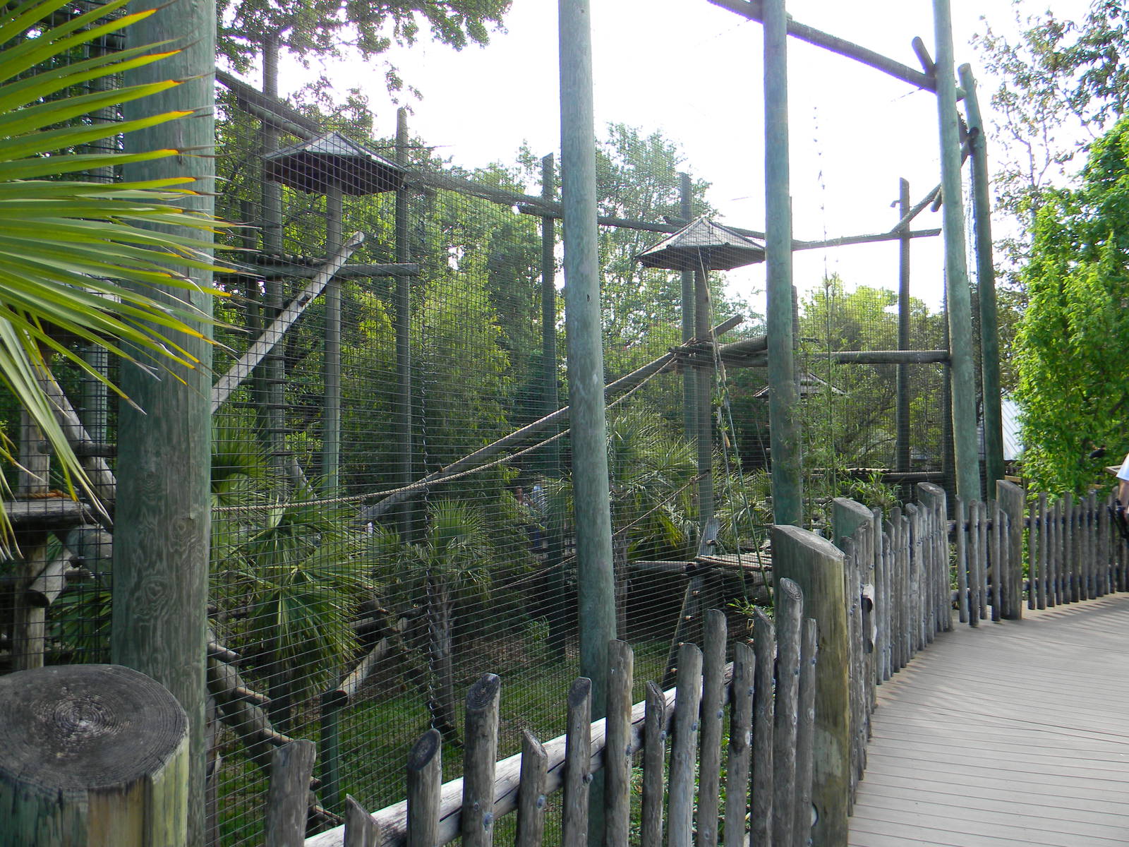 Angolan Colobus Exhibit
