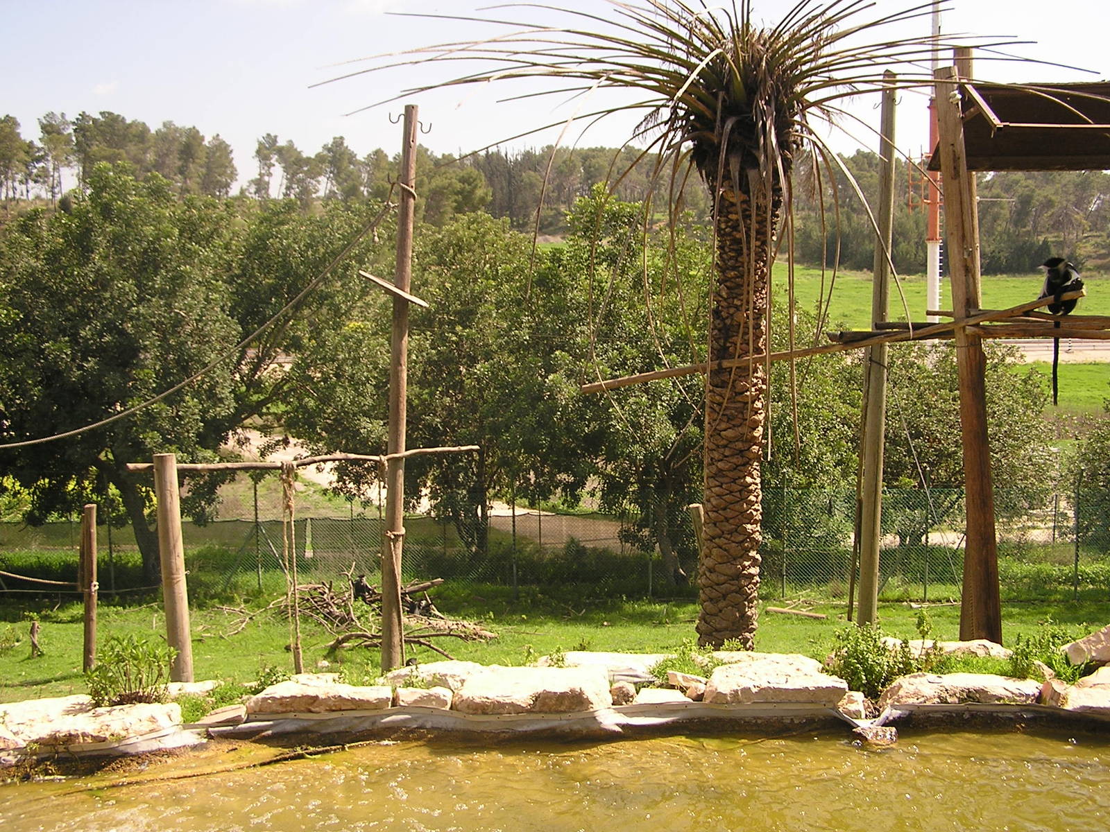 Angolan colobus exhibit