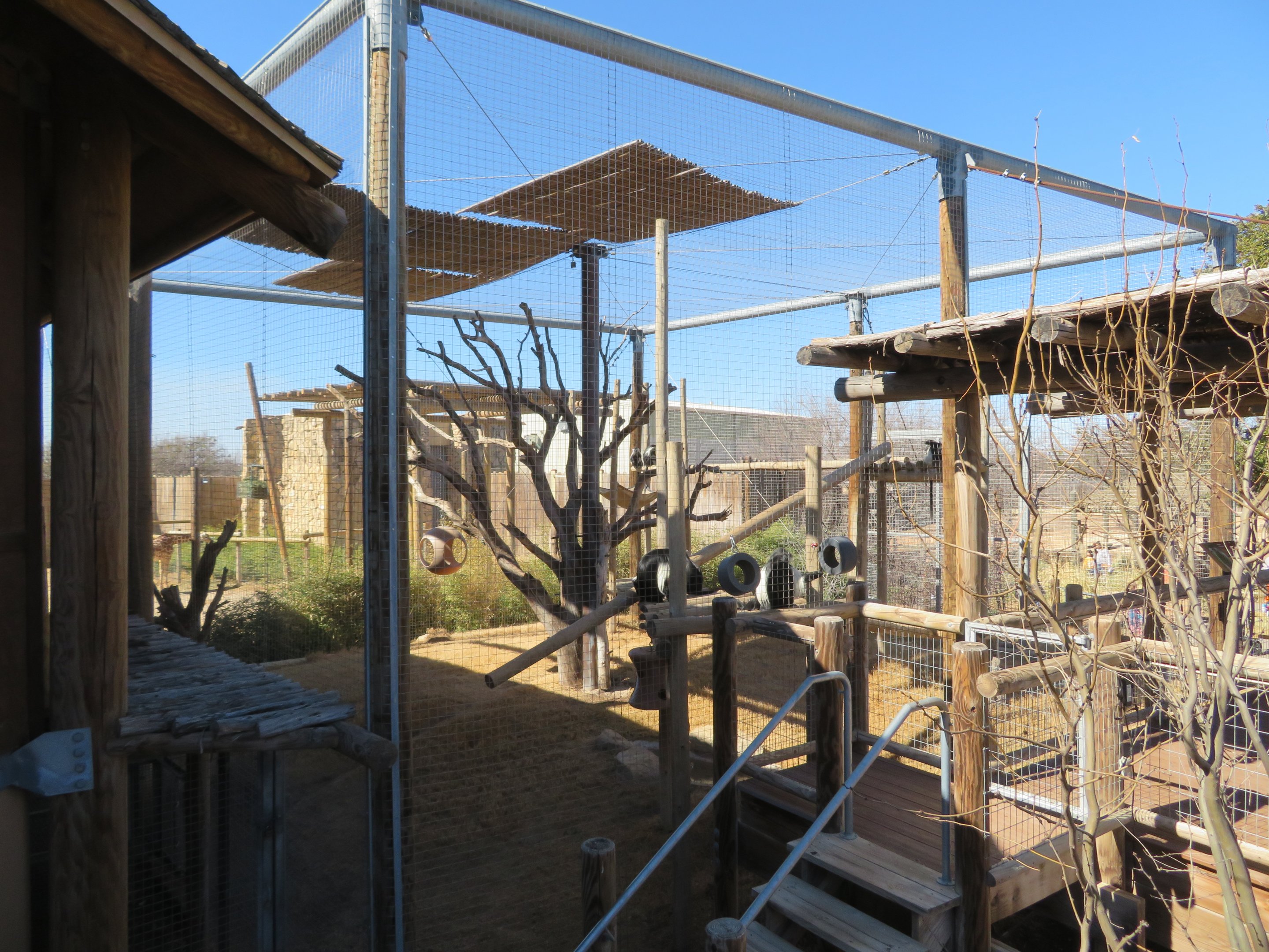 Angolan Colobus Exhibit