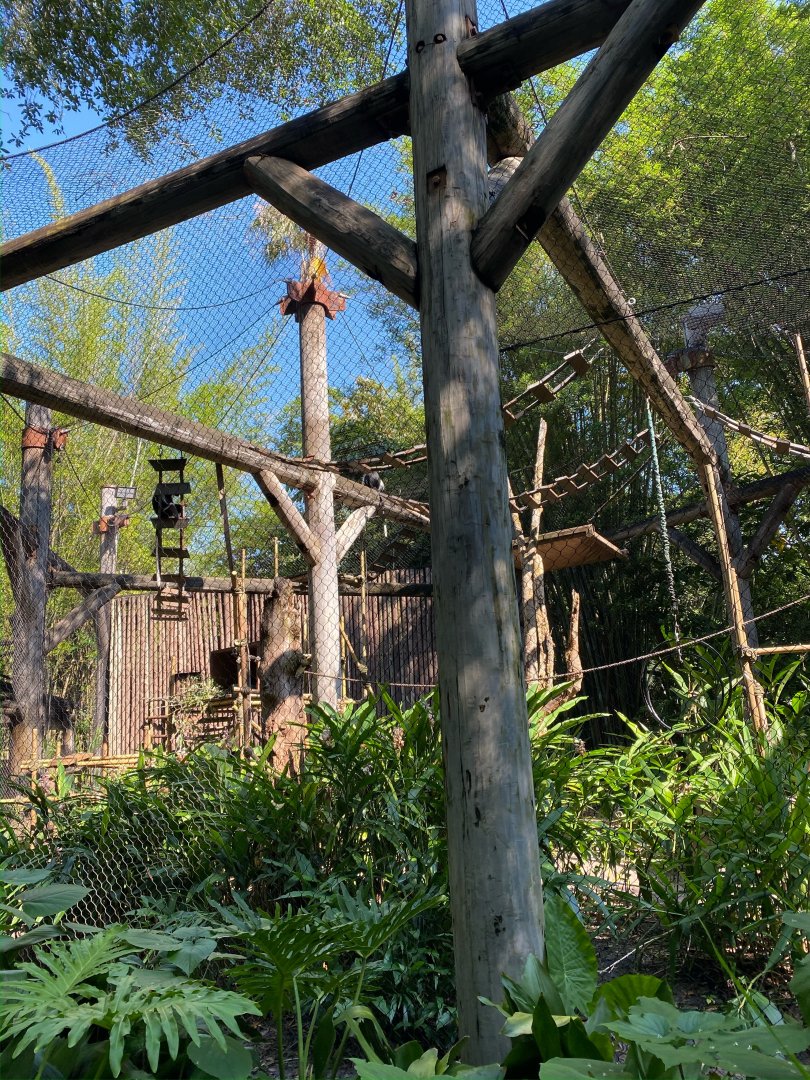 Angolan Colobus Exhibit