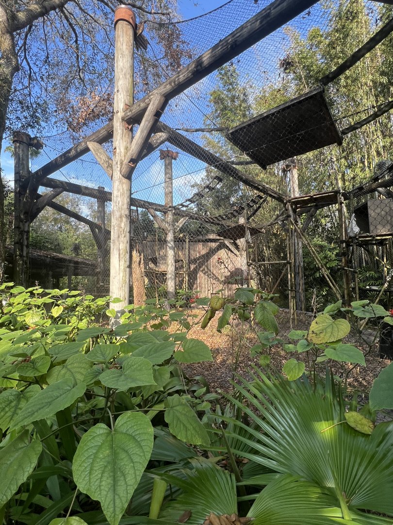 Angolan Colobus Exhibit