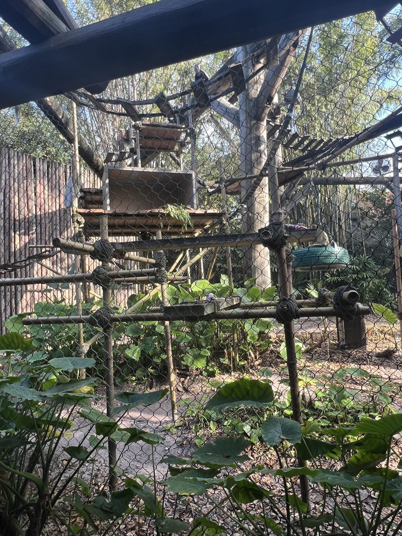 Angolan Colobus Exhibit