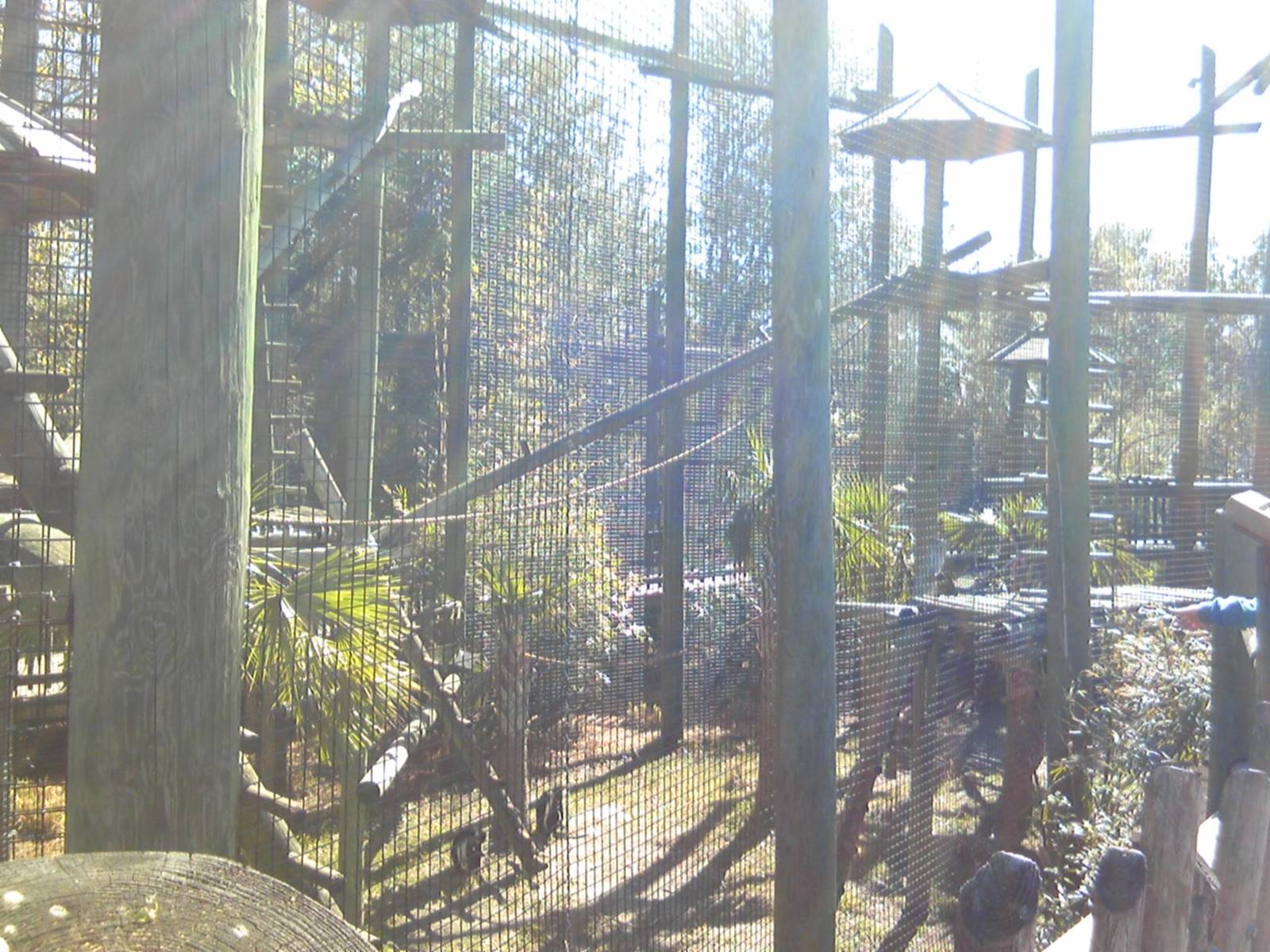 Angolan Colobus Exhibit