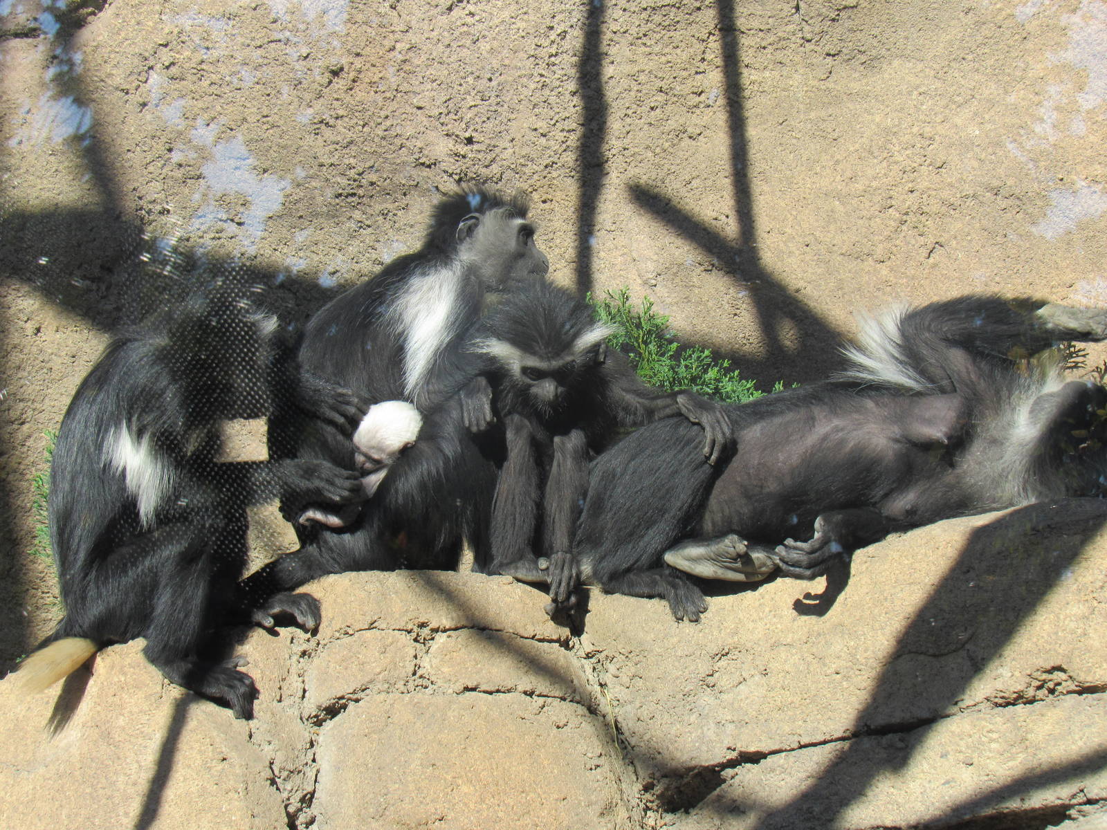 Angolan Colobus Family (with baby)