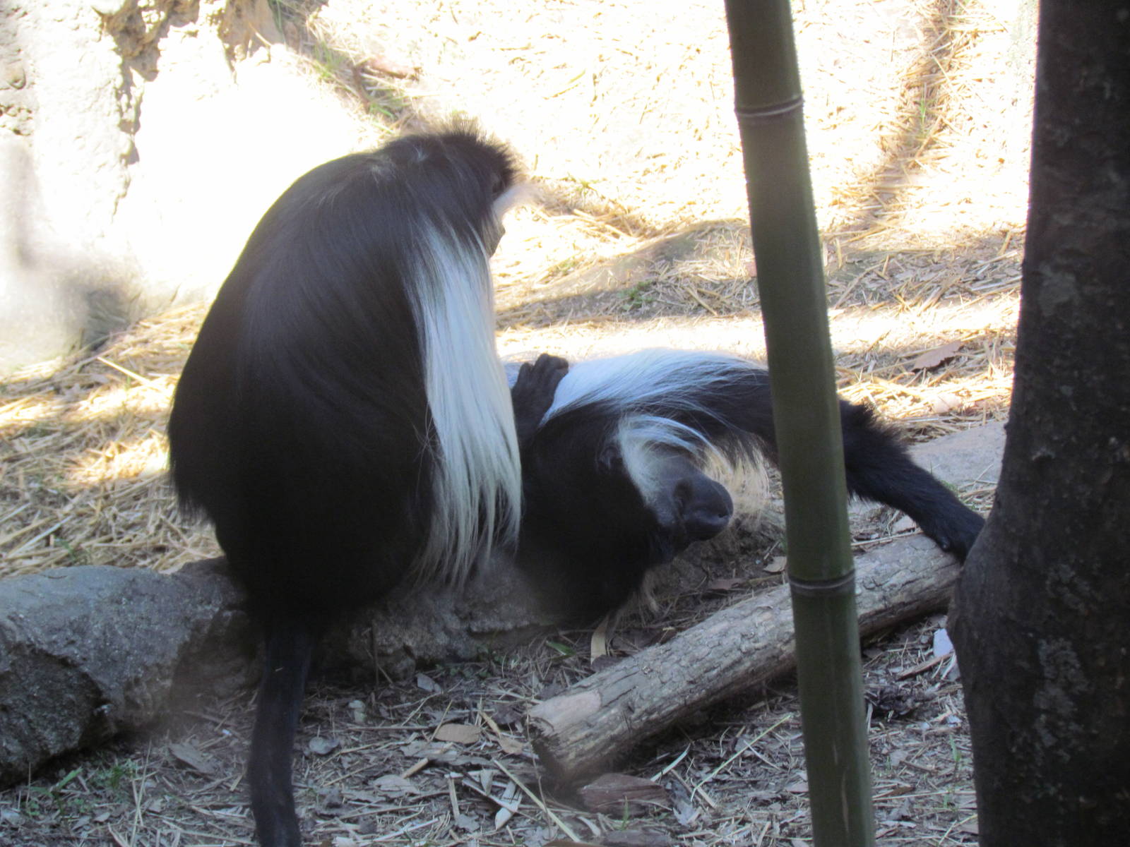 Angolan Colobus Grooming