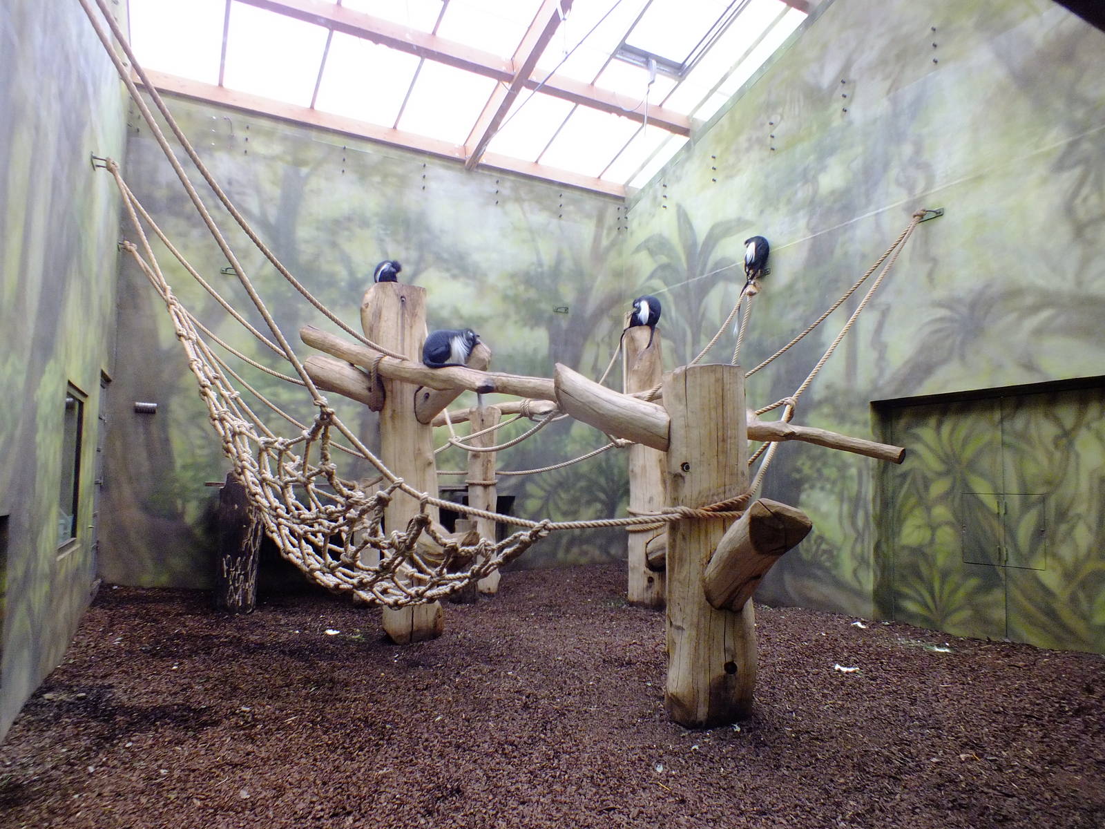 Angolan Colobus Indoors