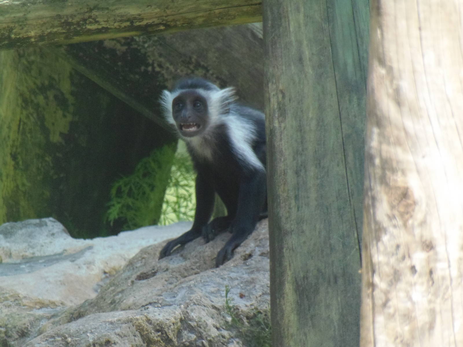Angolan Colobus Infant