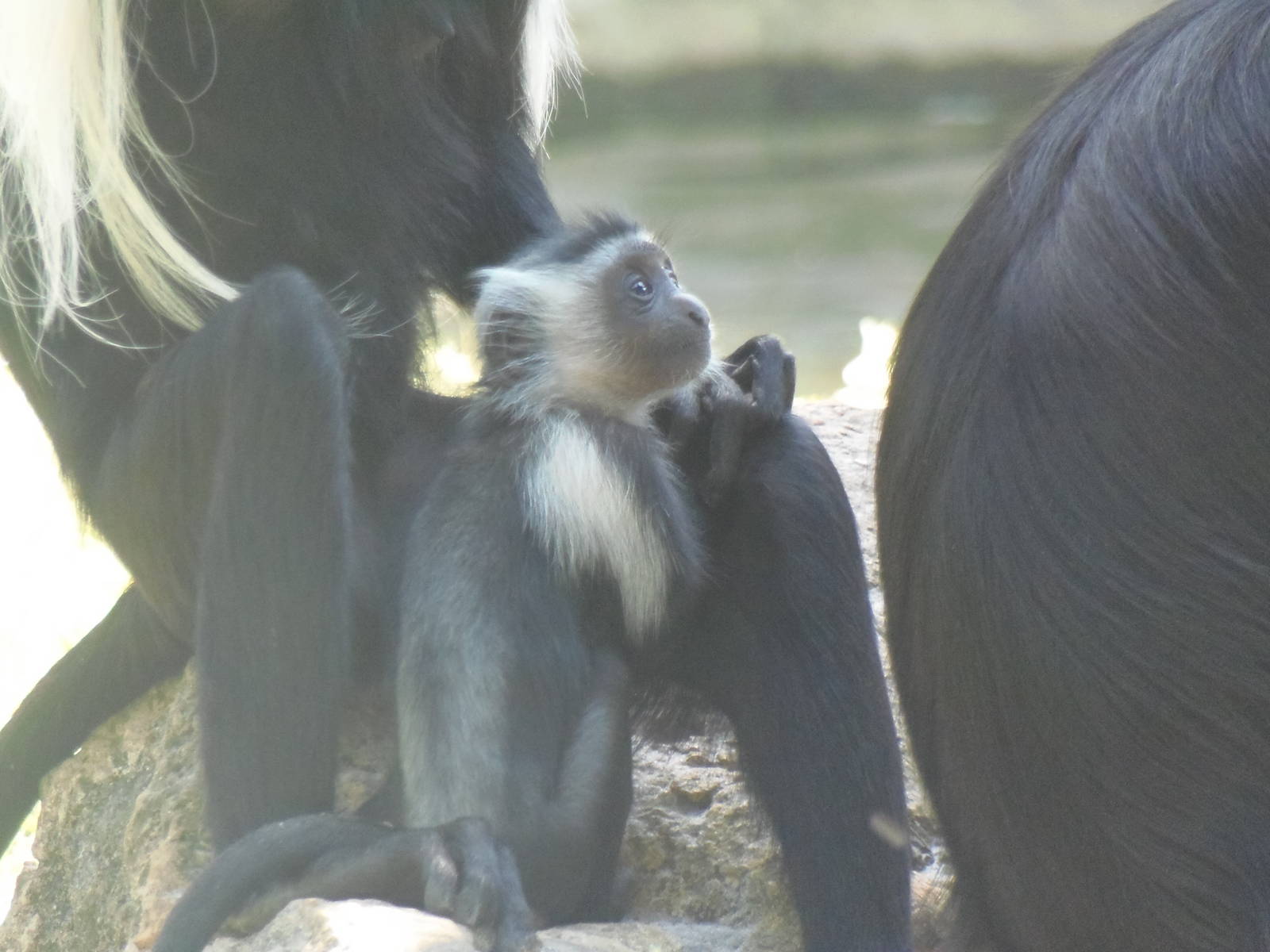 Angolan Colobus Infant
