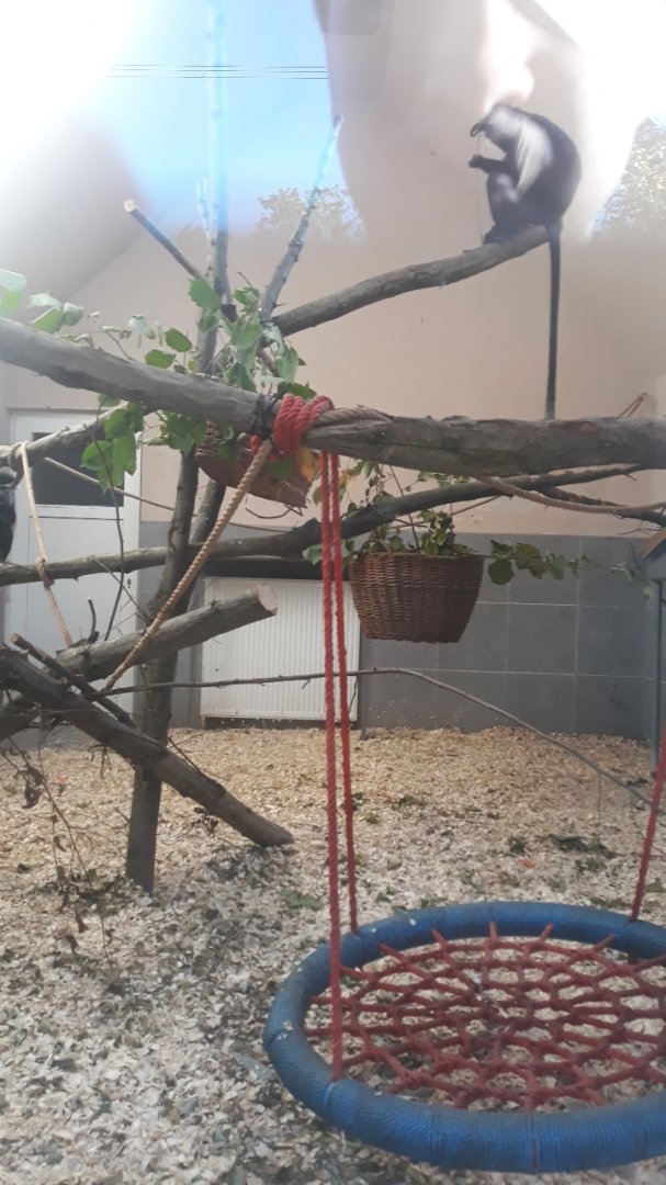 Angolan colobus inner enclosure
