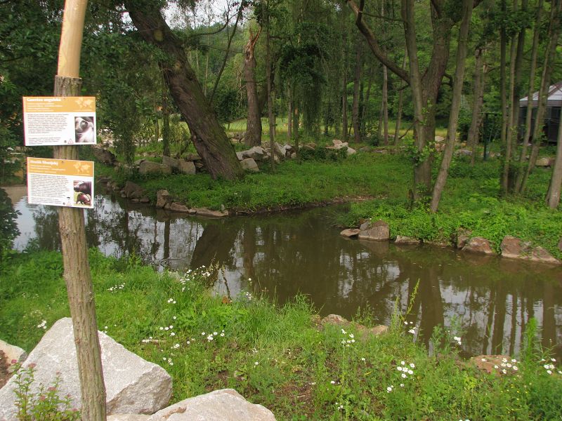Angolan colobus island inside the pygly hippo pool