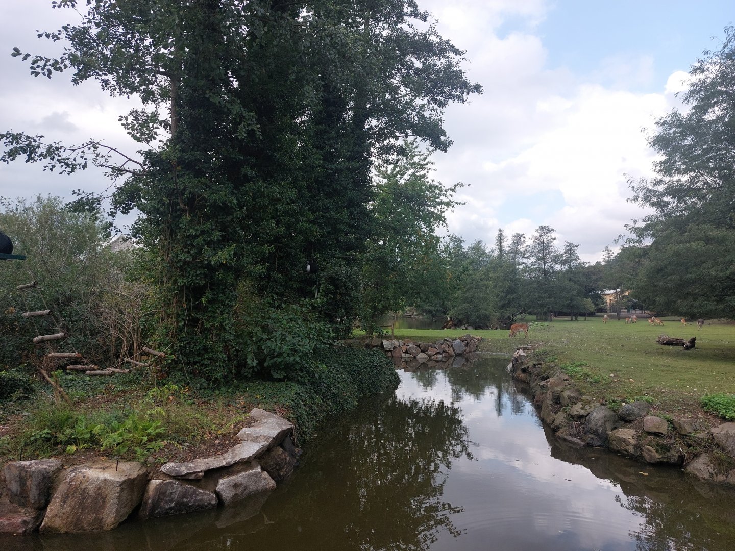 Angolan colobus island & main savanna