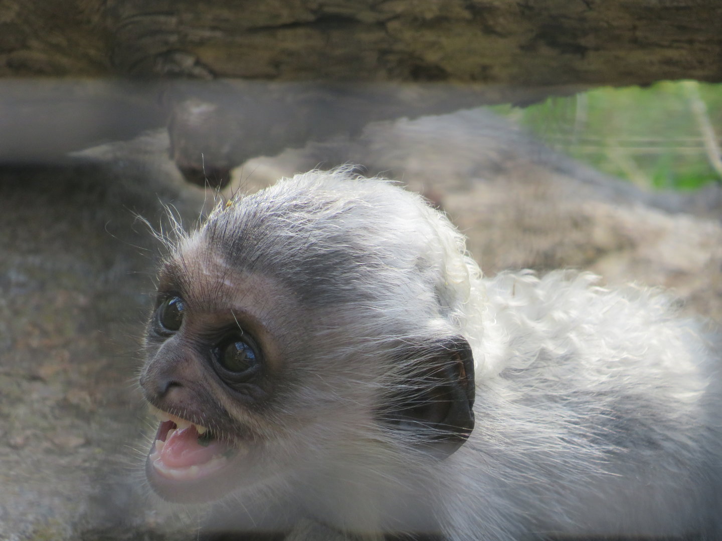 Angolan Colobus Juvenile