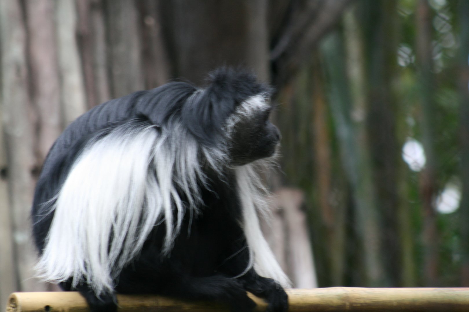 Angolan Colobus Monkey (20/2/25)