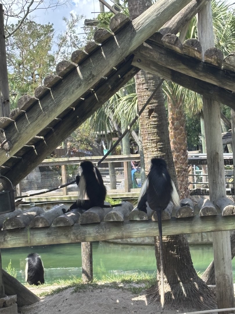 Angolan Colobus Monkey - 5/27/2025