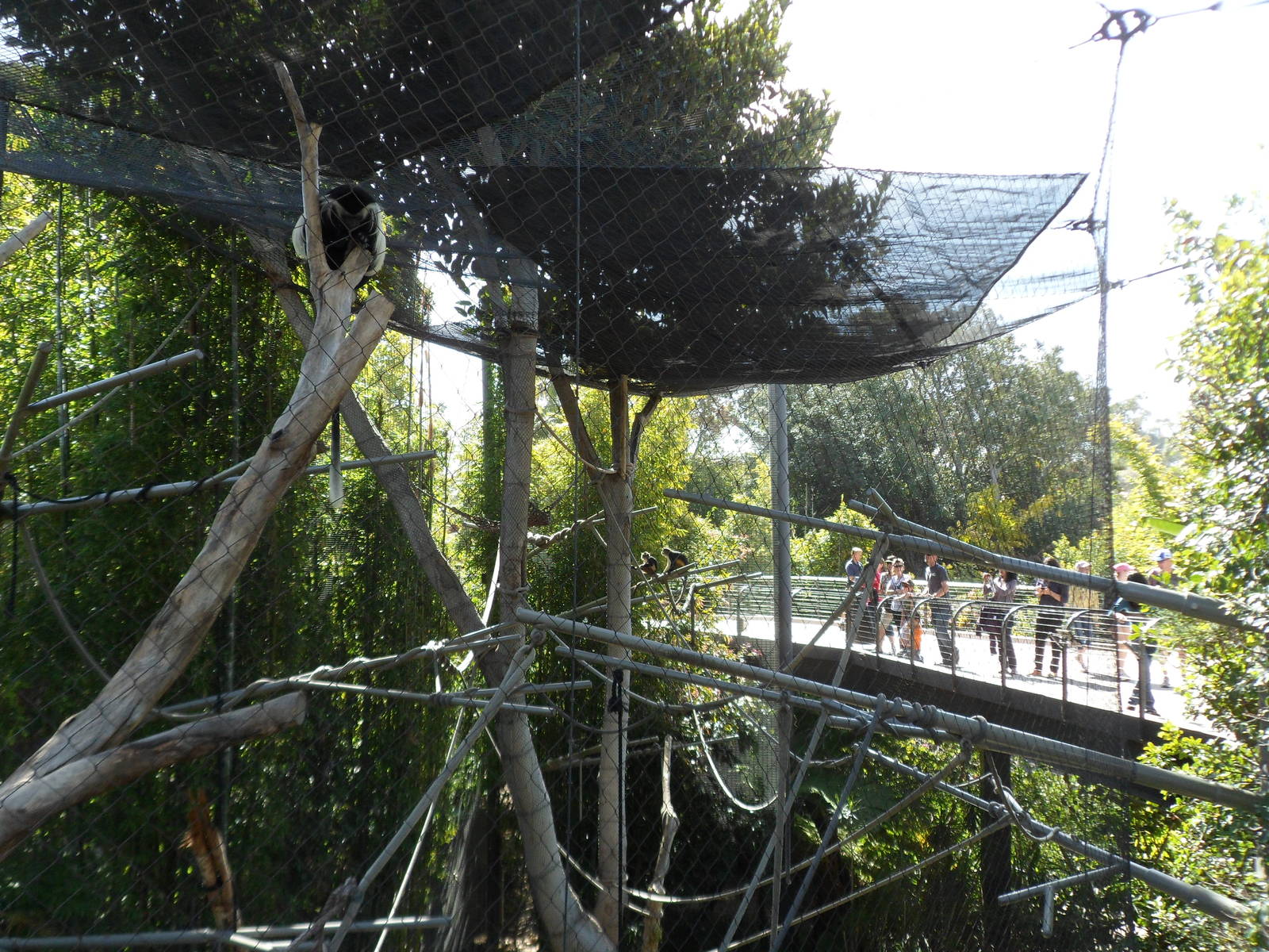 Angolan Colobus Monkey Exhibit