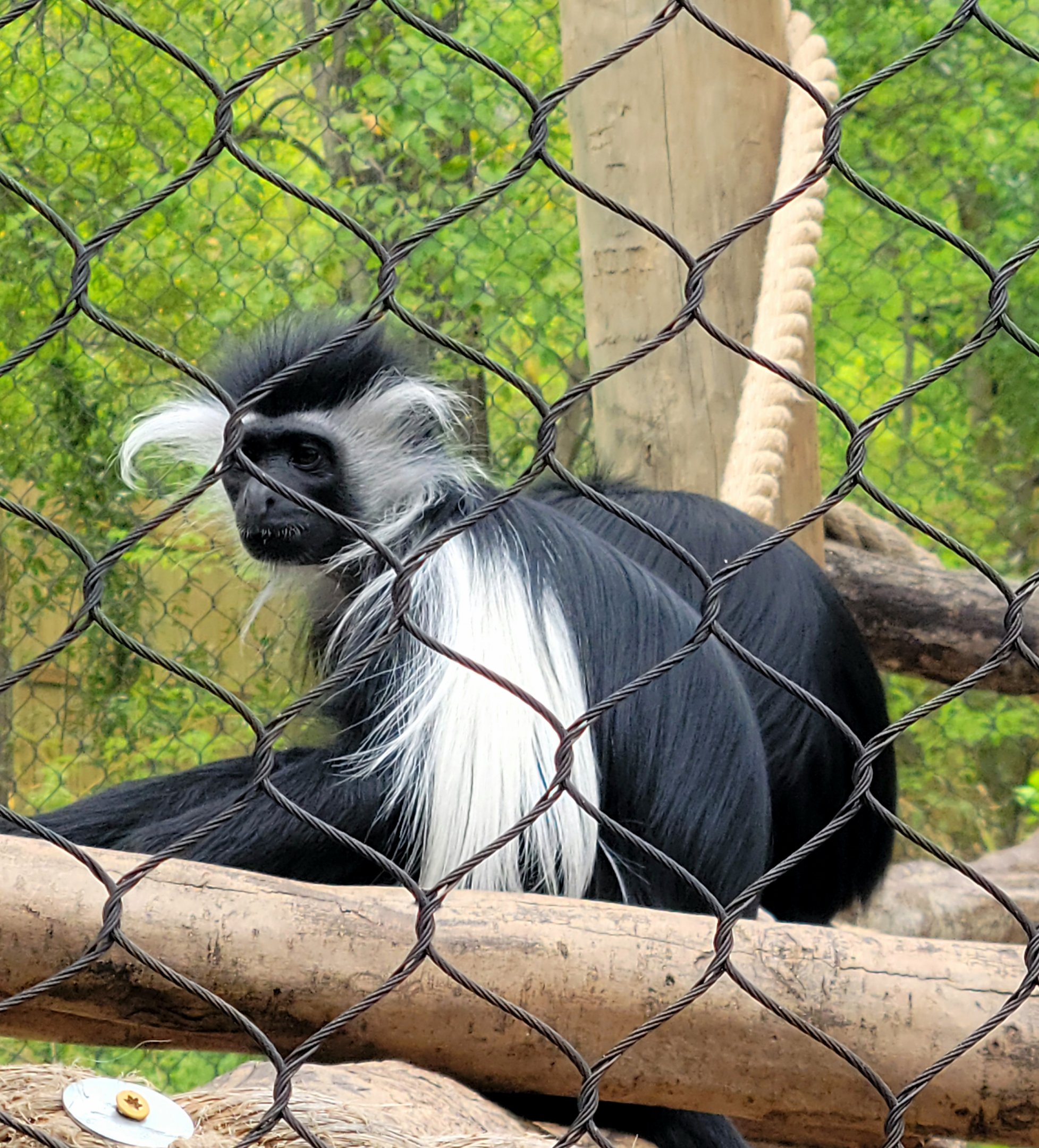 Angolan Colobus Monkey-Greenville Zoo-April 2025