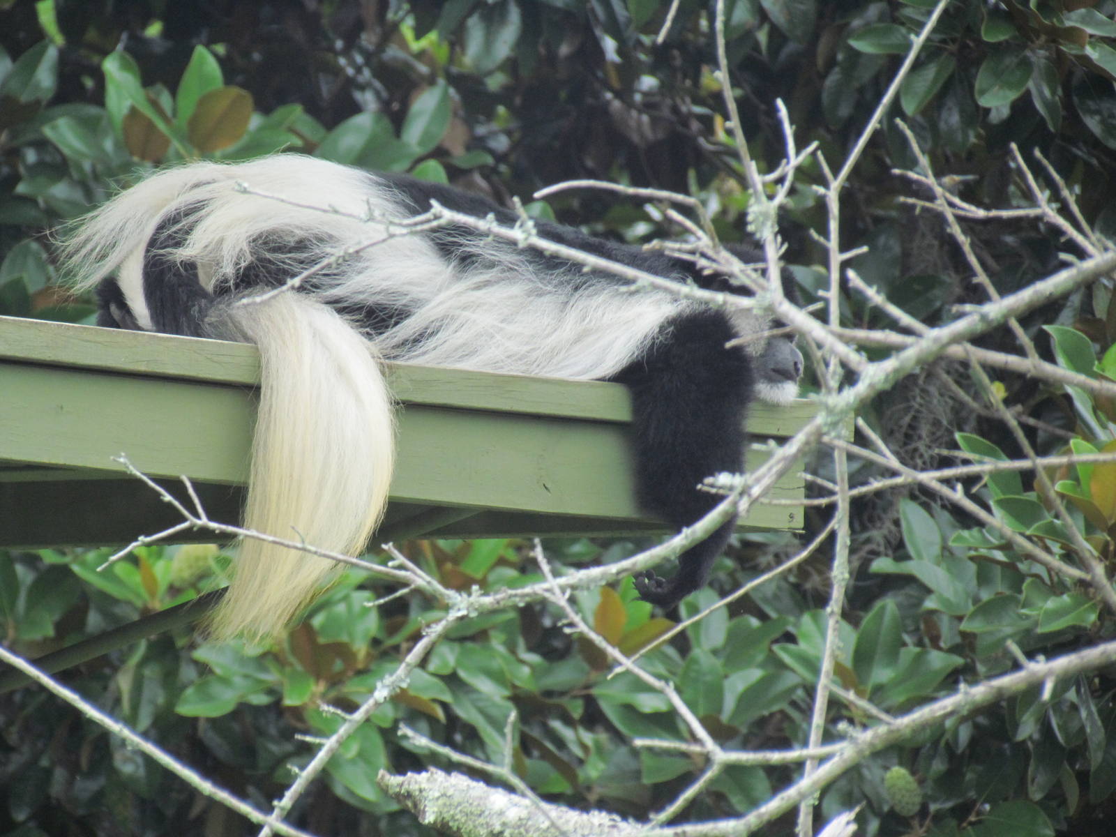 Angolan Colobus Monkey Looking Very Lazy