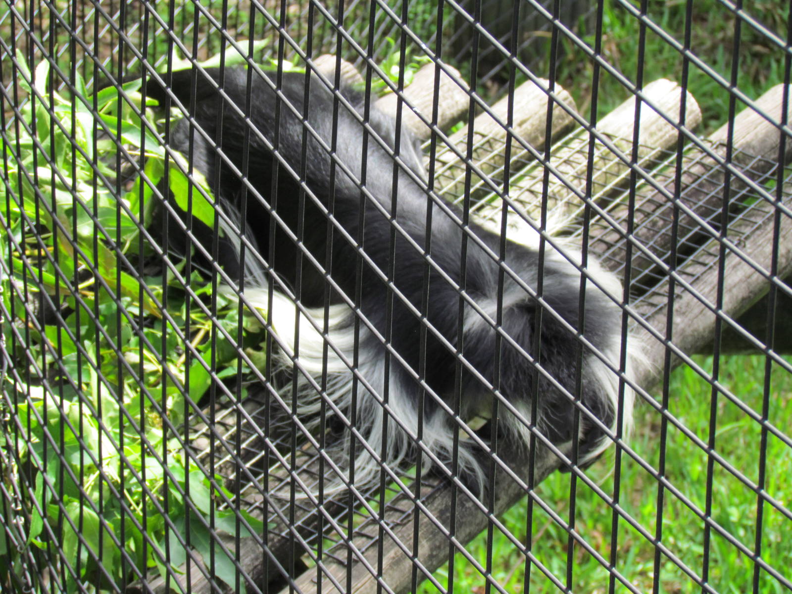 Angolan Colobus Monkey Lying Around