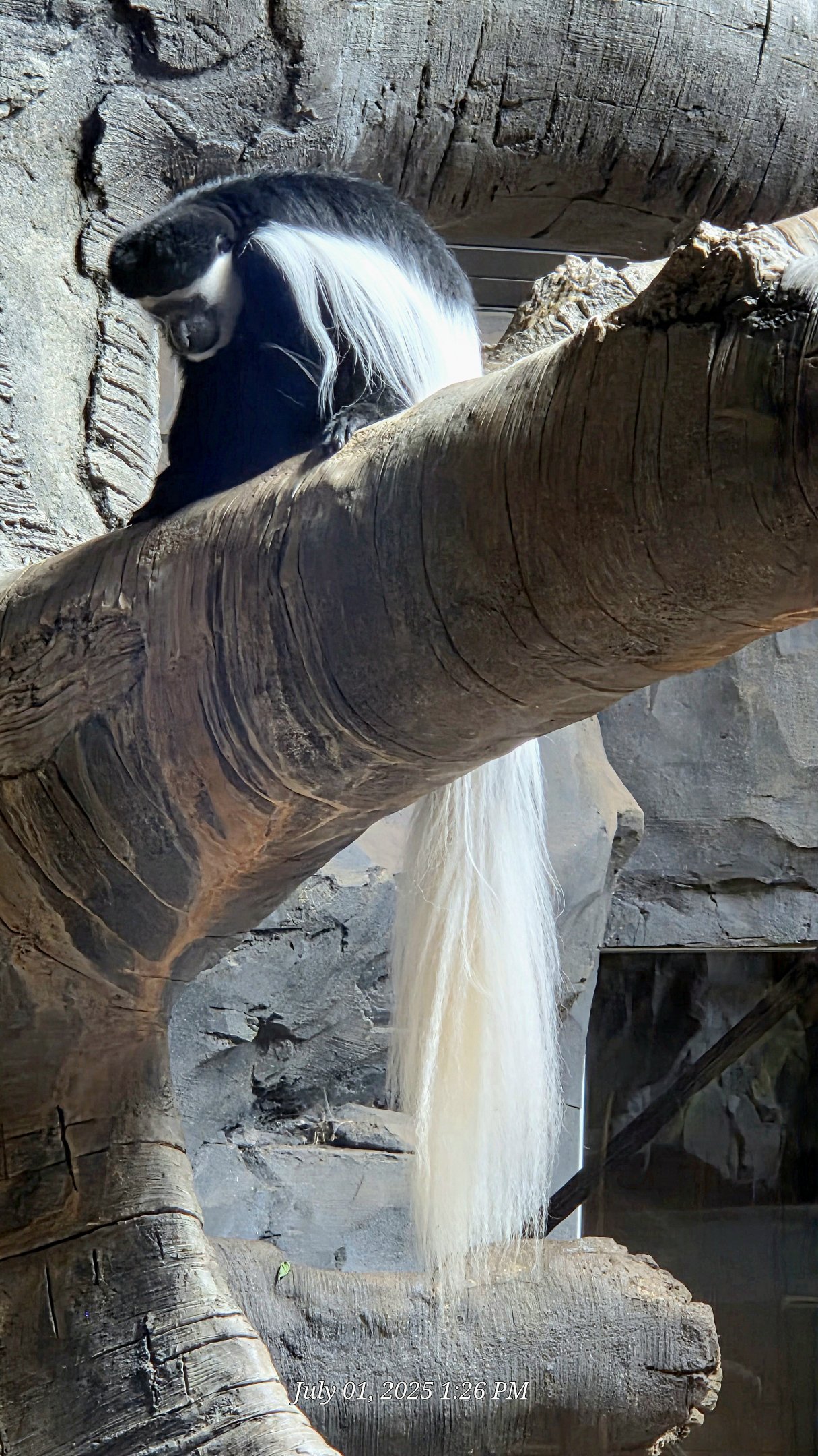 Angolan Colobus Monkey-Omaha's Henry Doorly Zoo