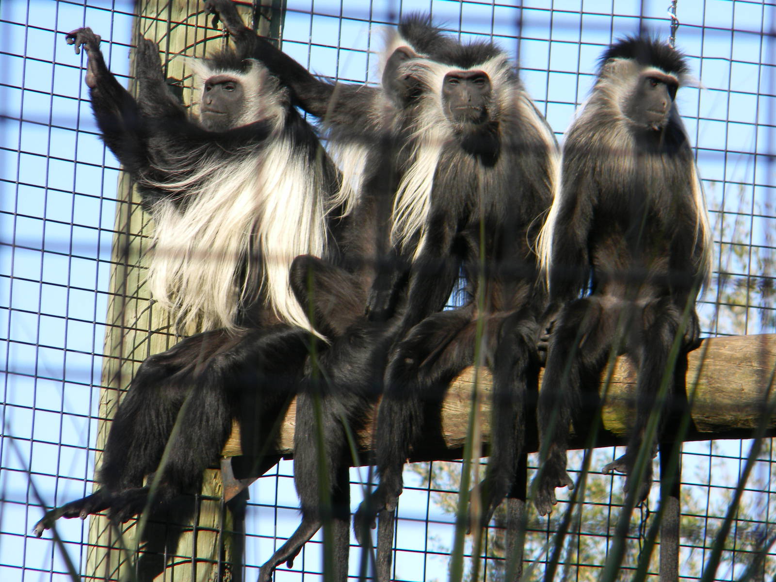 Angolan Colobus Monkey