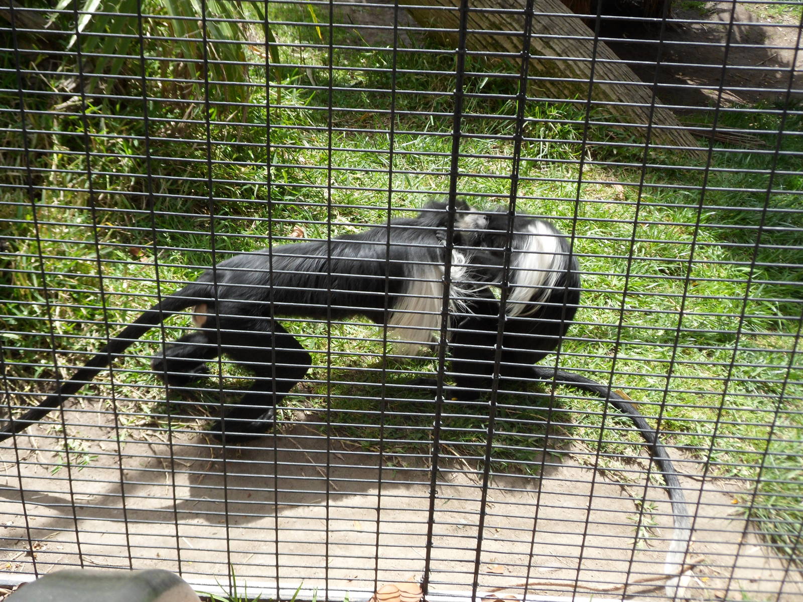 Angolan Colobus Monkey