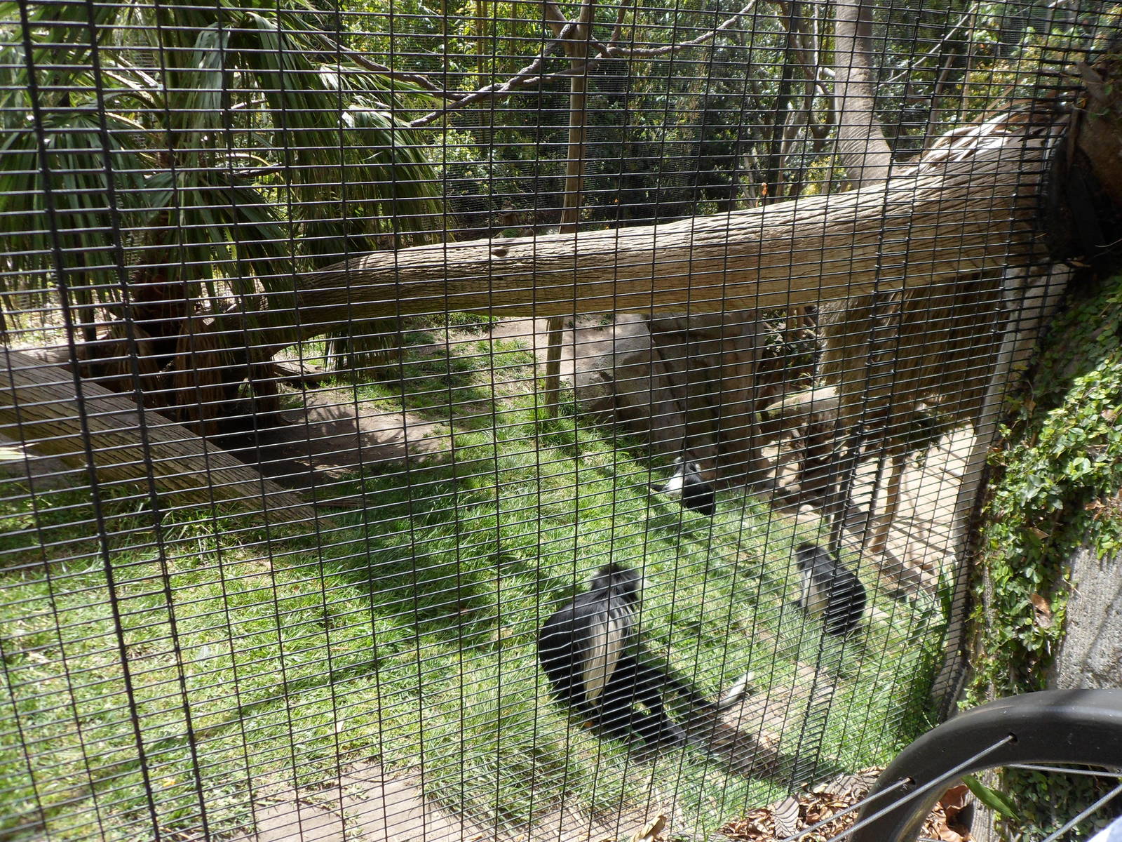 Angolan Colobus Monkey