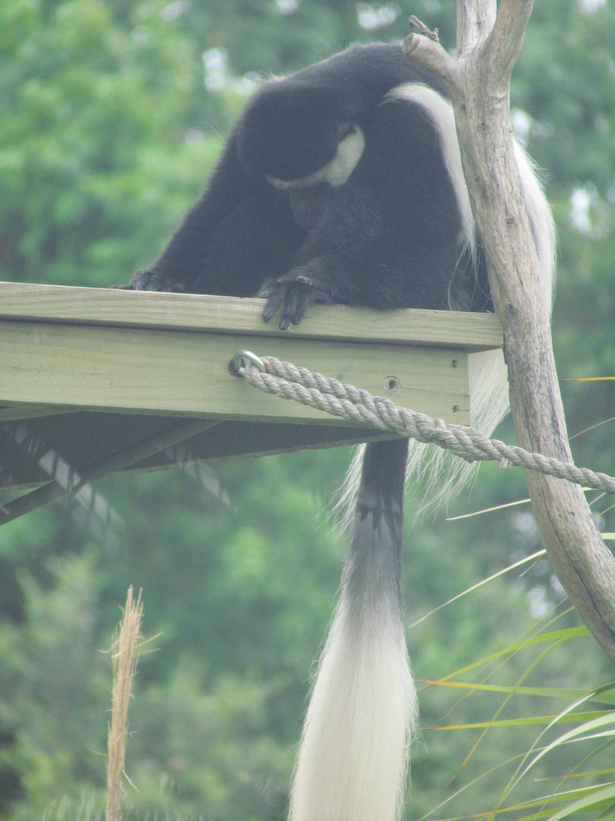 Angolan Colobus Monkey
