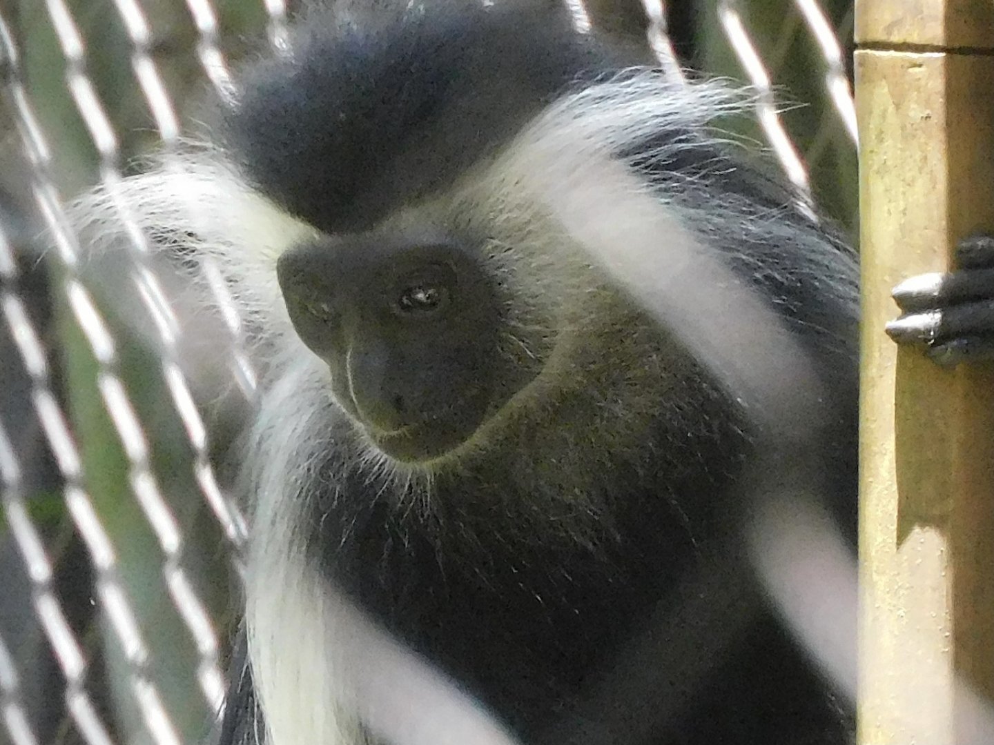 angolan colobus monkey