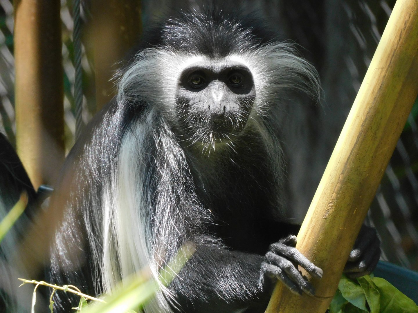 angolan colobus monkey
