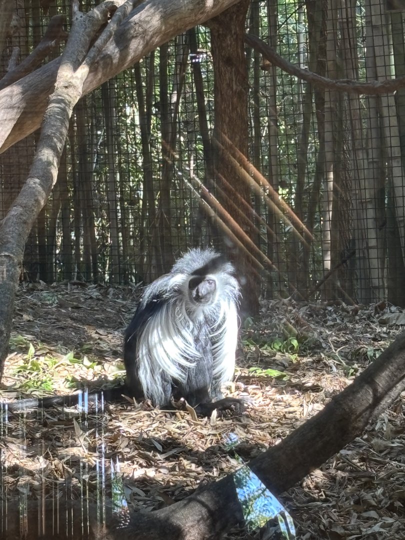 Angolan Colobus Monkey